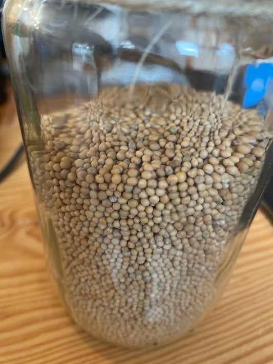 MOSTAZA MARRÓN EN GRANO