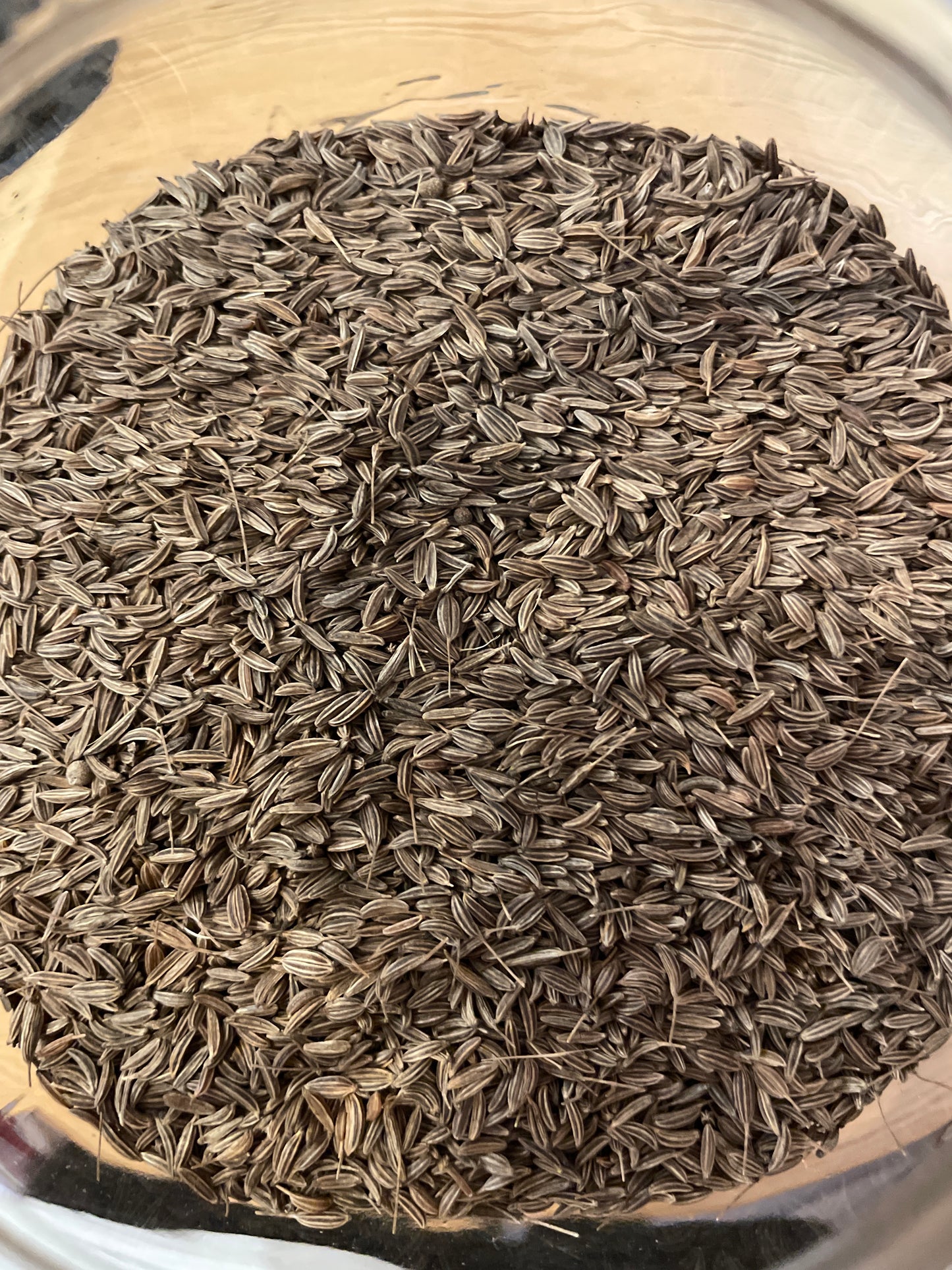 Alcaravea Comino de Pradera