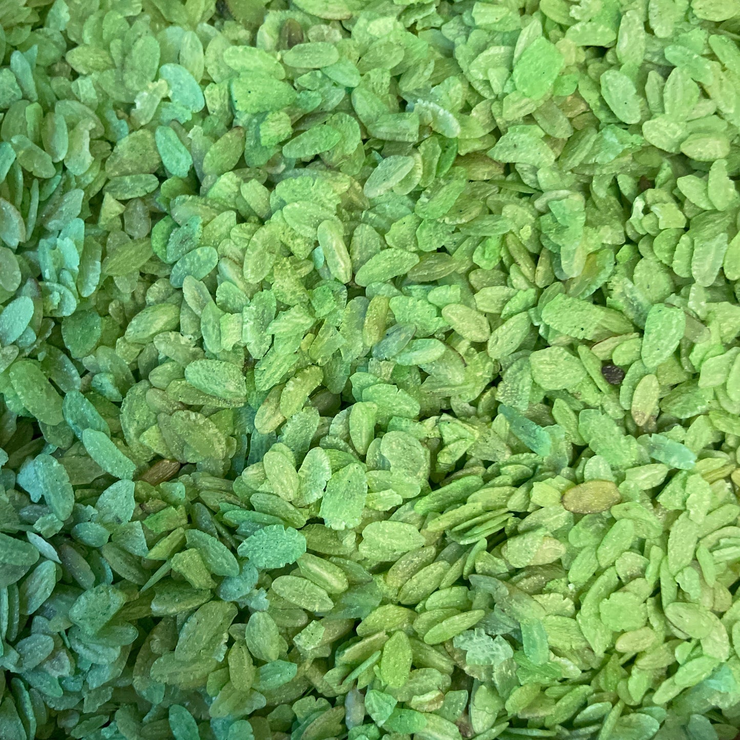 Arroz Verde