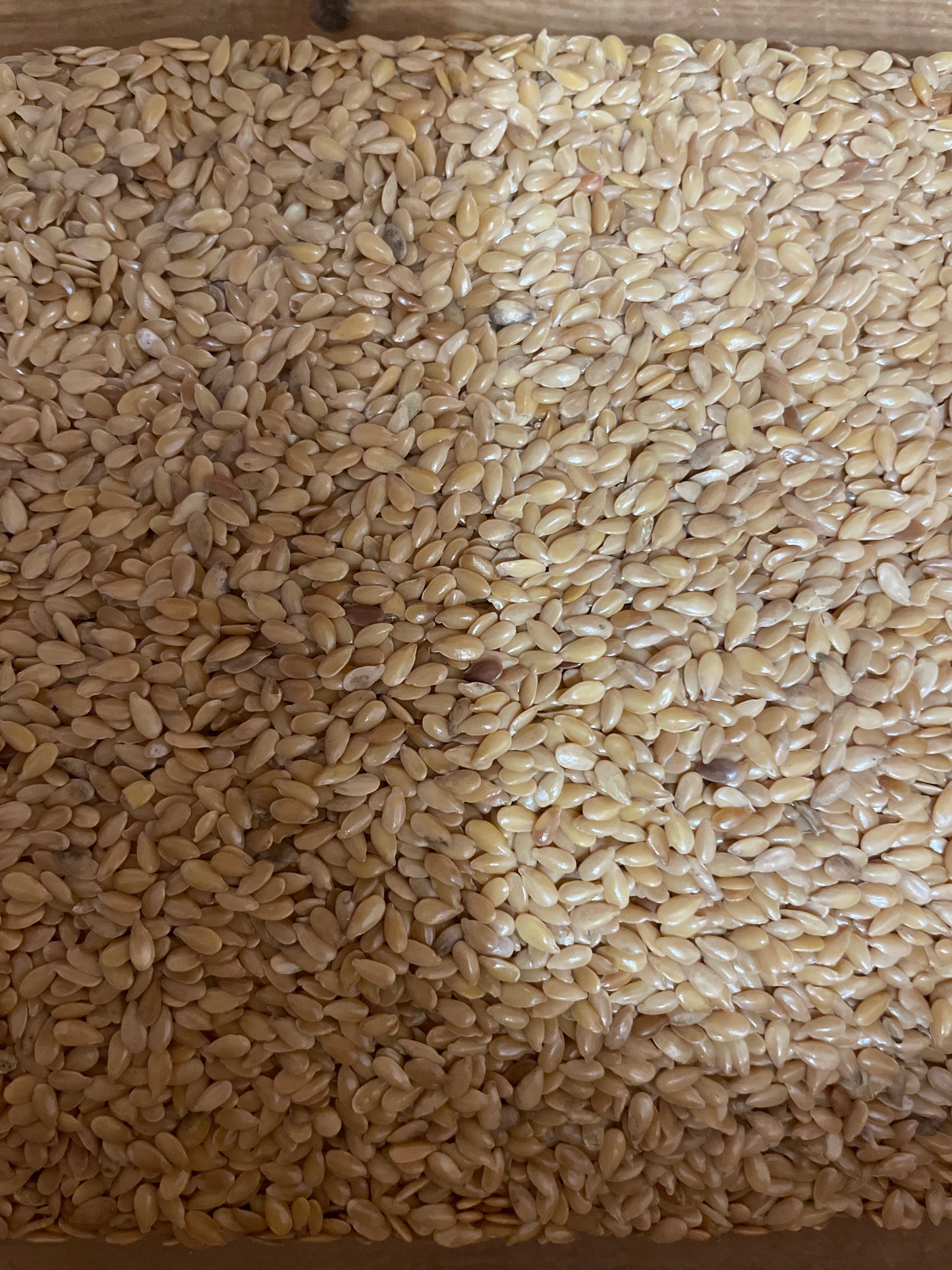 Semilla de LINO DORADO