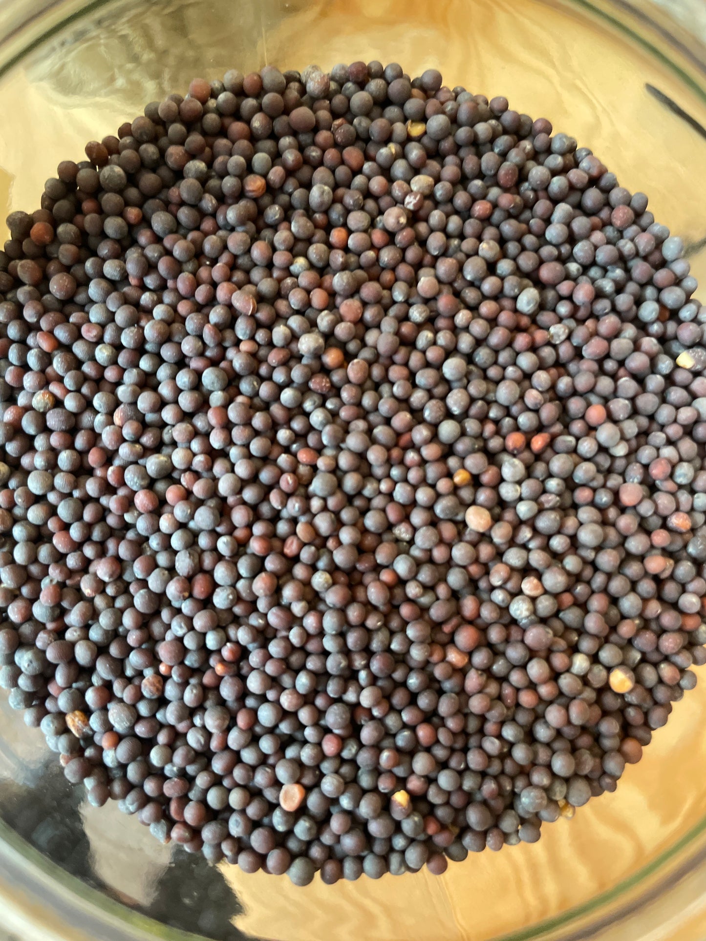 MOSTAZA AMARILLA EN GRANO