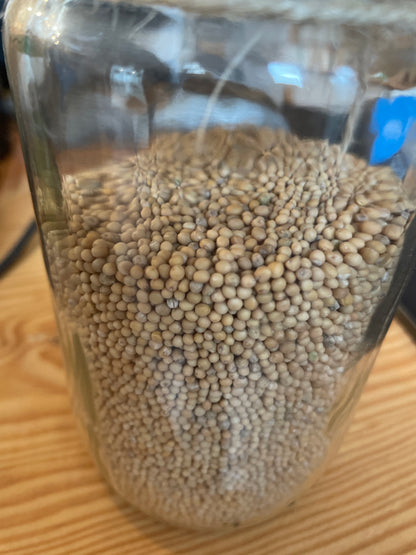 MOSTAZA MARRÓN EN GRANO